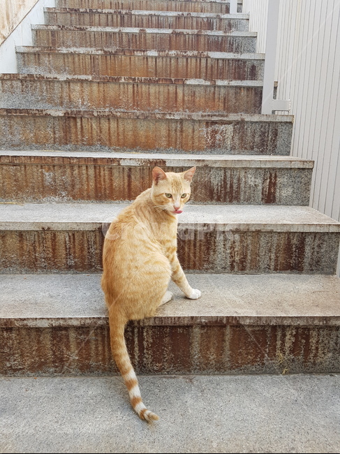 고양이,메롱,꼬리,계단,고양이뒷모습,앉아있는고양이