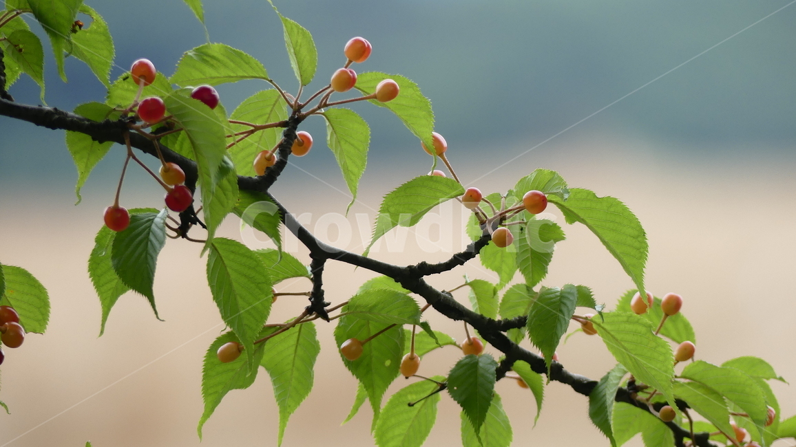 산수유,열매,과일,농촌,여름,풍요,시원,한약재,건강,나무잎
