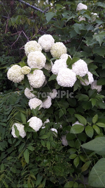 식물,꽃,하얀색,초록색,나무,식물,자연,plants,nature,꽃,flower