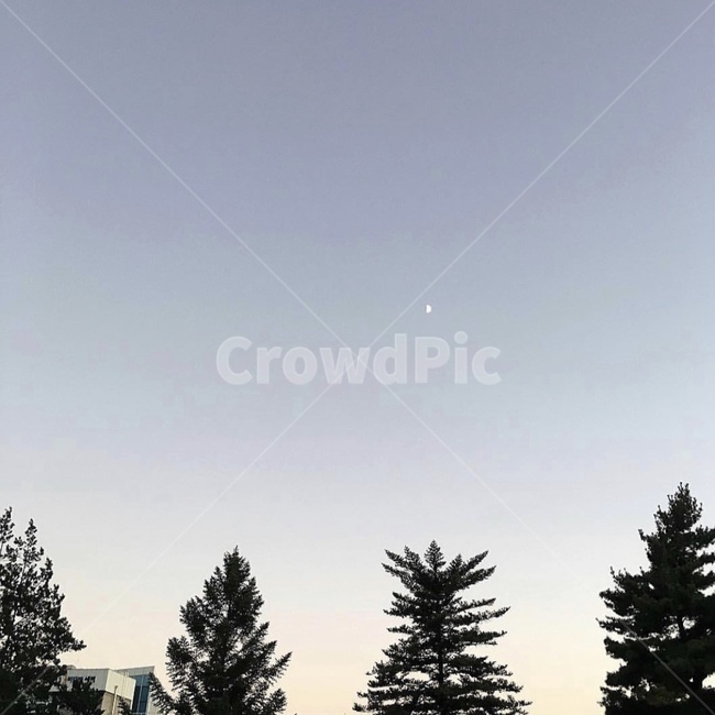 노을,하늘,퇴근길,집가는길,나무,자연,풍경,nature,landscape,tree,plant,식물,fir,전나무