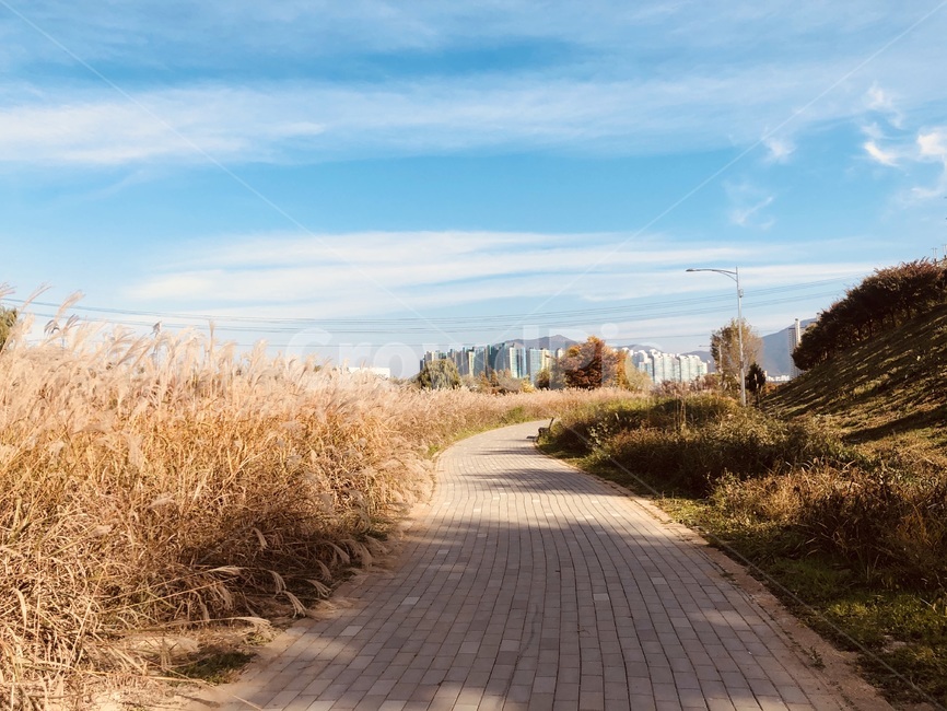 path,통로,grass,잔디,plant,식물,가을,자연,풍경,nature,landscape