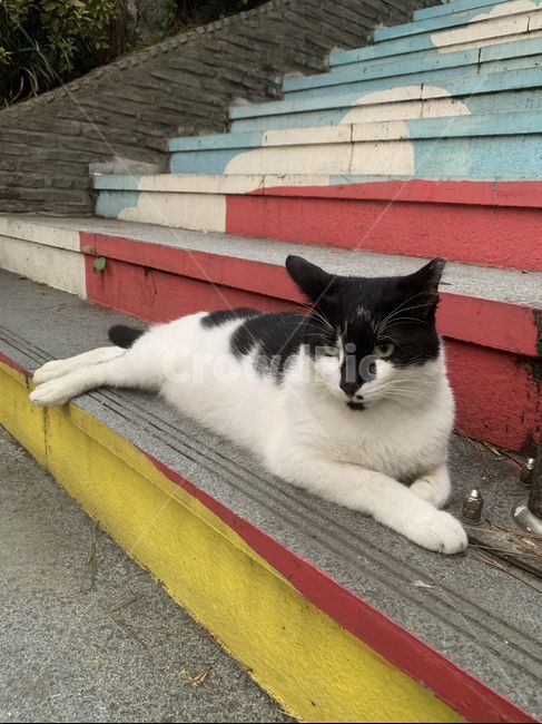 길고양이,길냥이,tnr,계단,cat,동물,animal,포유류,mammal,고양이,cat,kitten,kitty