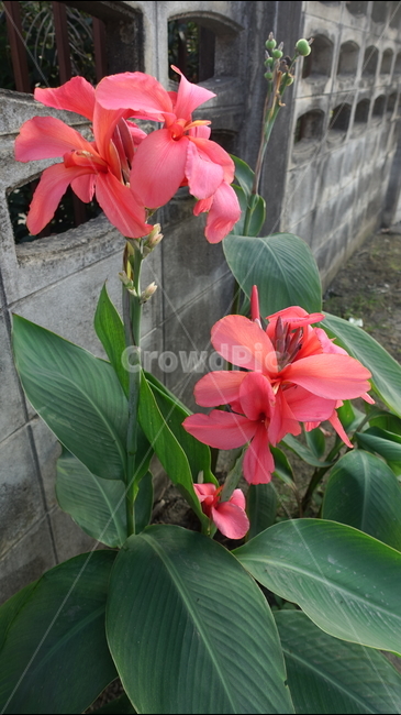 plant,식물,flower,꽃,blossom,옥외,자연