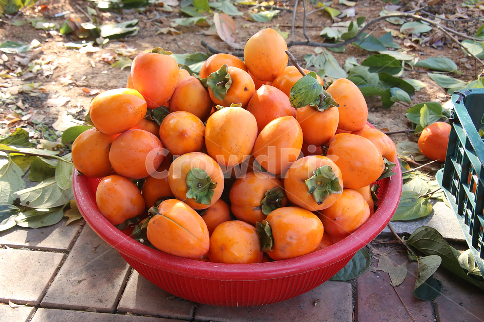 감,대봉,가을,과일,food,식물,감따기,감수확,음식,가을,계절,fall,autumn,season,과일,열매,fruit,plant,persimmon