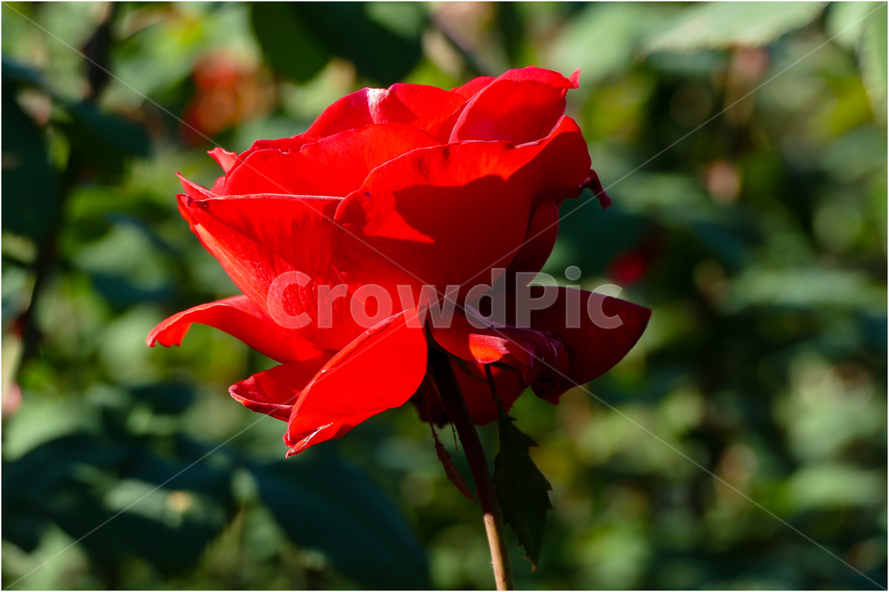 가을장미,가을흑장미,흑장미,장미정염,장미가든,식물,자연,plants,nature,꽃,flower