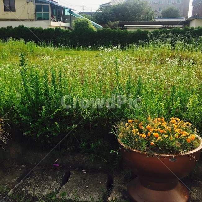 가을,풀꽃,풍경,꽃,계절,식물,자연,plants,nature,꽃,flower