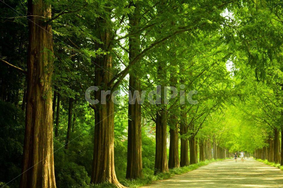Damyang,coolness,record,sight,Garosugil,verdure,summer scenery,forest road,summer,metasequoia