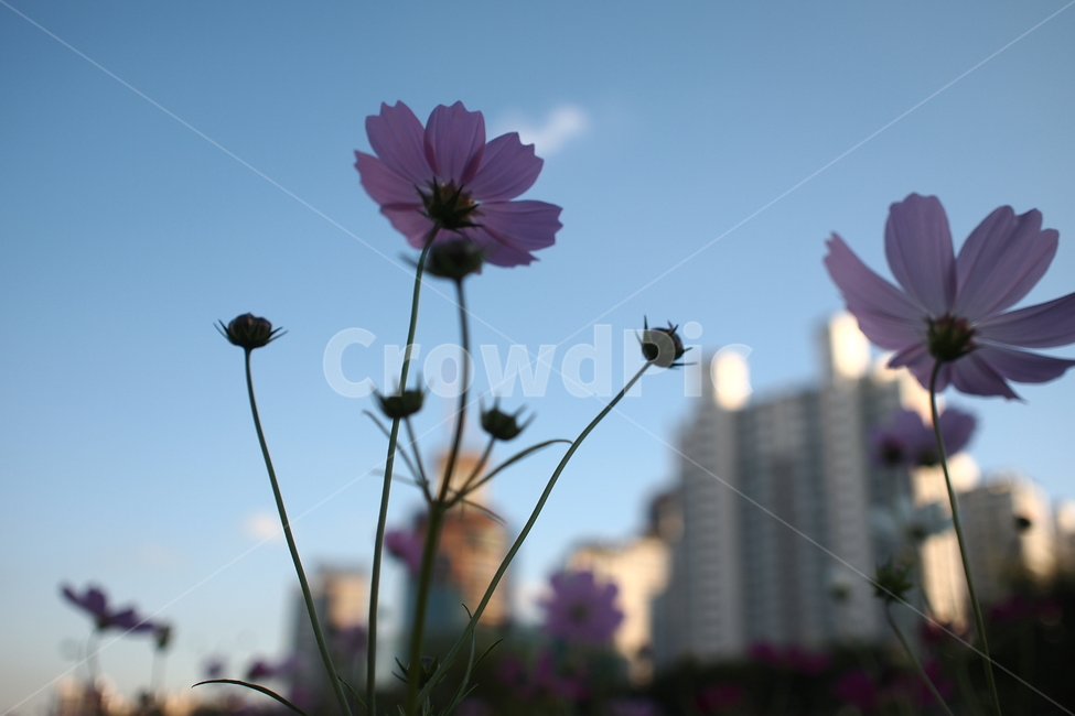 꽃,flower,식물,plant,역광,풍경,landscape,감성,코스모스,nature,자연,생동감,fresh,가을,계절,fall,autumn,season,식물,자연,plants,nature,꽃,flower,blossom