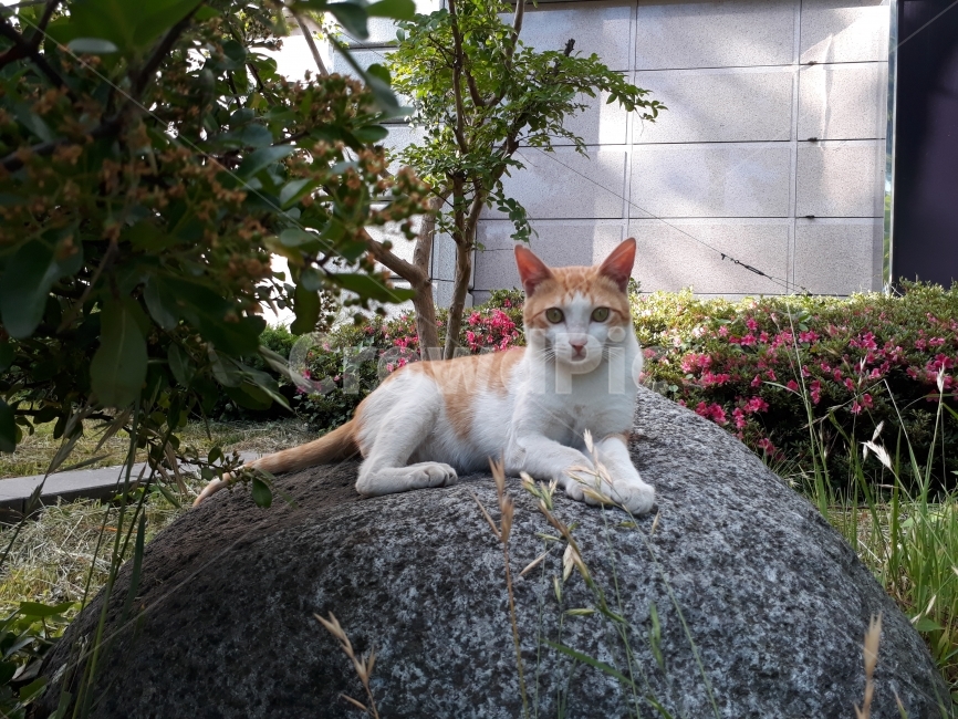 고양이,길고양이,동물,포즈,동물배경사진,동물,animal,포유류,mammal,고양이,cat,kitten,kitty