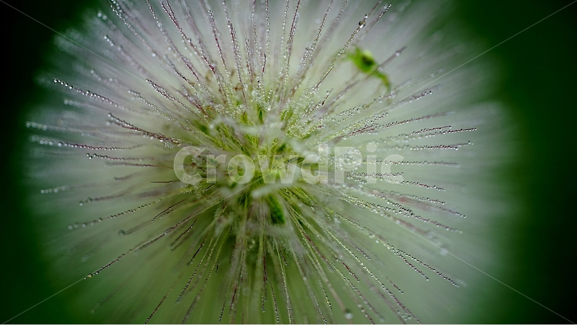 스크렁,들풀,새벽이슬,이슬,아침이슬,식물,자연,plants,nature