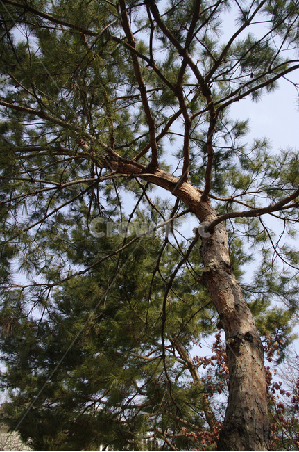 식물,tree,나무,나무줄기,plant