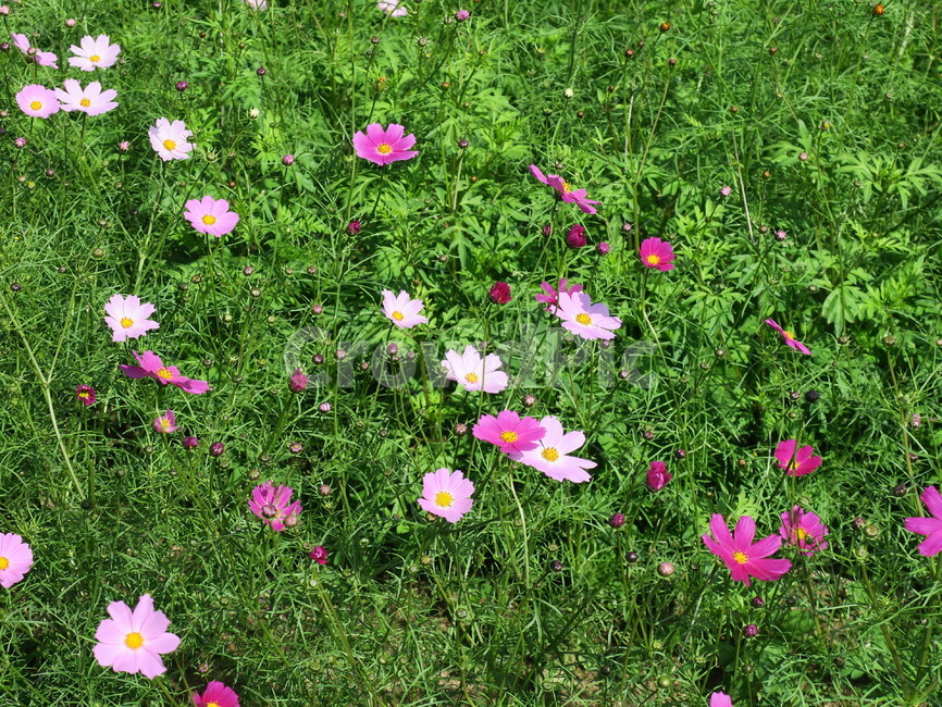 풀,꽃,초록,자연,식물,flower,blossom,식물,자연,plants,nature,꽃,flower
