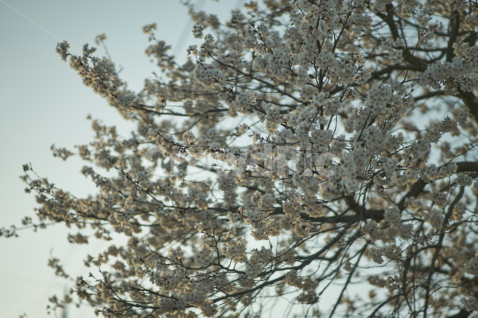 spring,flowers,botanical,봄,꽃