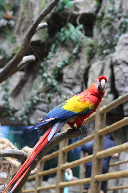 animal,동물,bird,새,parrot,macaw,앵무새,동물,animal,조류,새,birds