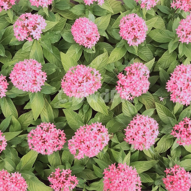 꽃,자연,풀잎,펜타스,flower,nature,색감,싱그러움,분홍,화단,엽서사진,카드,정사각형사진,식물,자연,plants,nature,꽃,flower