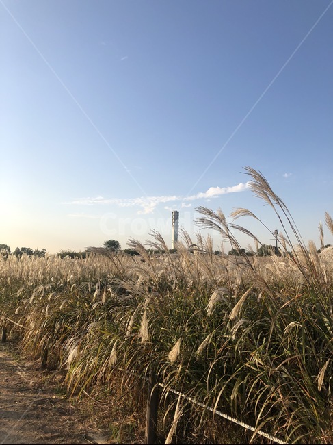 시골길,억새,갈대,가을풍경,가을하늘,가을,계절,fall,autumn,season,plant,식물,grass,잔디