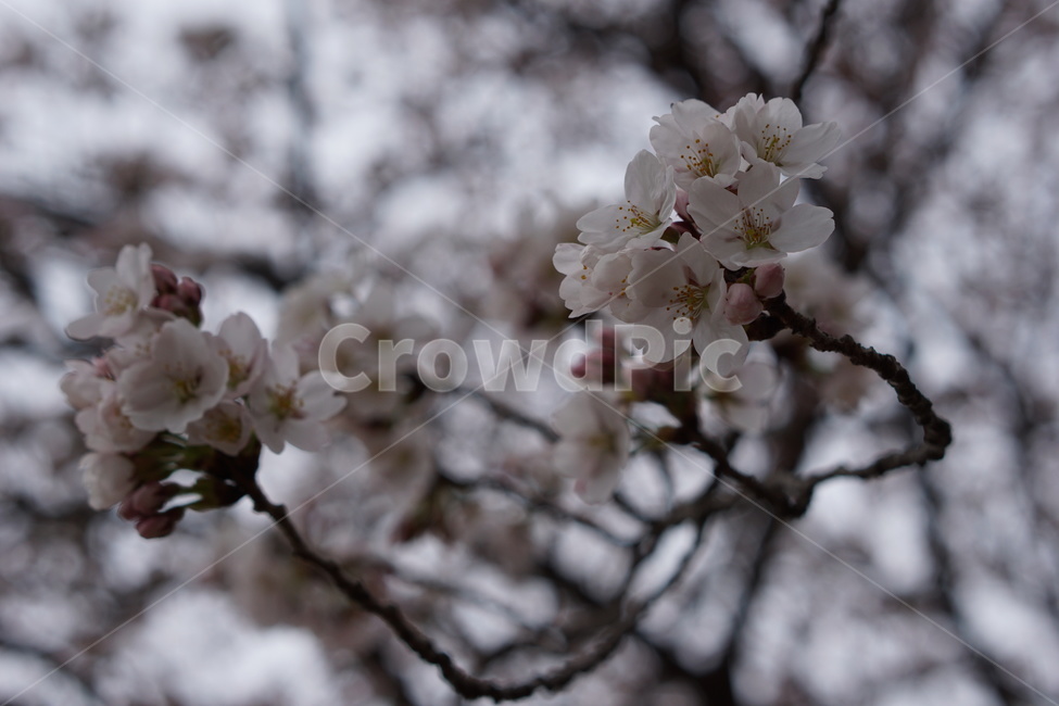 벚꽃,4월,봄,꽃,분홍색,식물,자연,plants,nature,꽃,flower