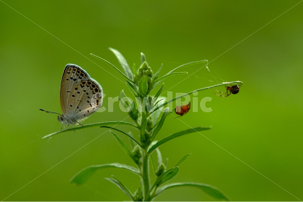 나비,한국의나비,남방부전나비,균형,balance,식물,자연,plants,nature,동물,animal,곤충,벌레,insect,bug