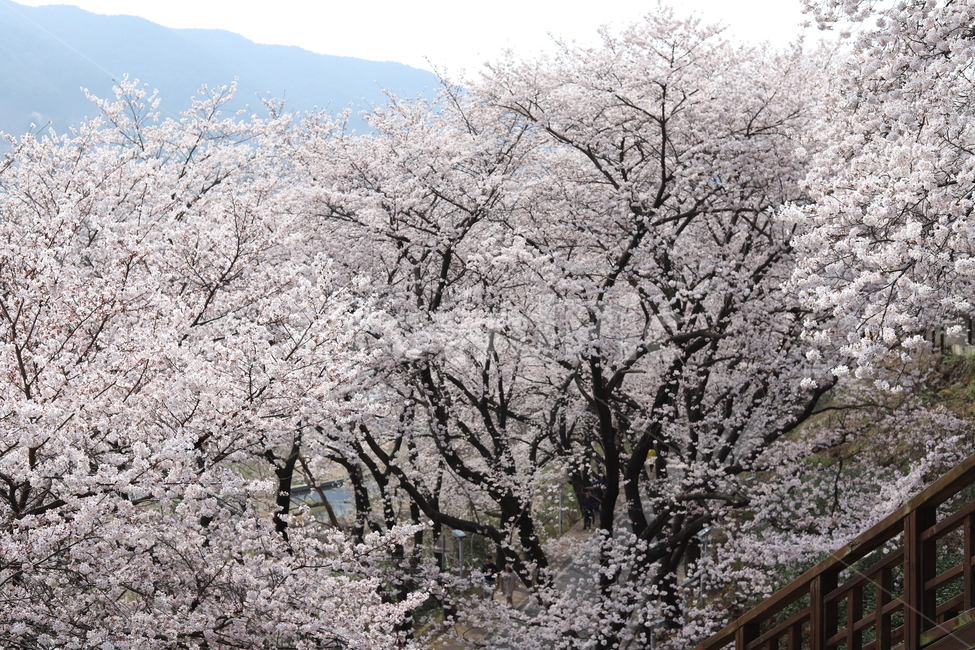 하동십리벚꽃,쌍계사벚꽃,cherryblossom,하동벚꽃,벚꽃,flower,꽃,blossom,봄,계절,spring,season
