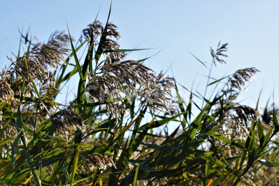 가을,갈대,식물,자연,하늘,빛,초록,감성,sky,nature,green,fall,autumn,season,가을,계절,fall,autumn,season,grass,잔디,plant