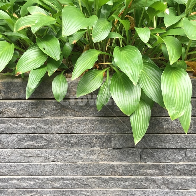 풀,여름,식물,green,초록