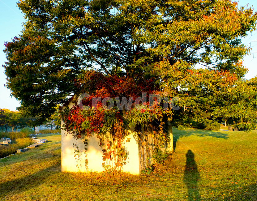 가을,나무,그림자,담쟁이,계절,낙엽,사람,감성,햇살,가을,계절,fall,autumn,season,자연,풍경,nature,landscape,식물,plants,나무,trees,wood,tree,plant,tree trunk,나무 줄기
