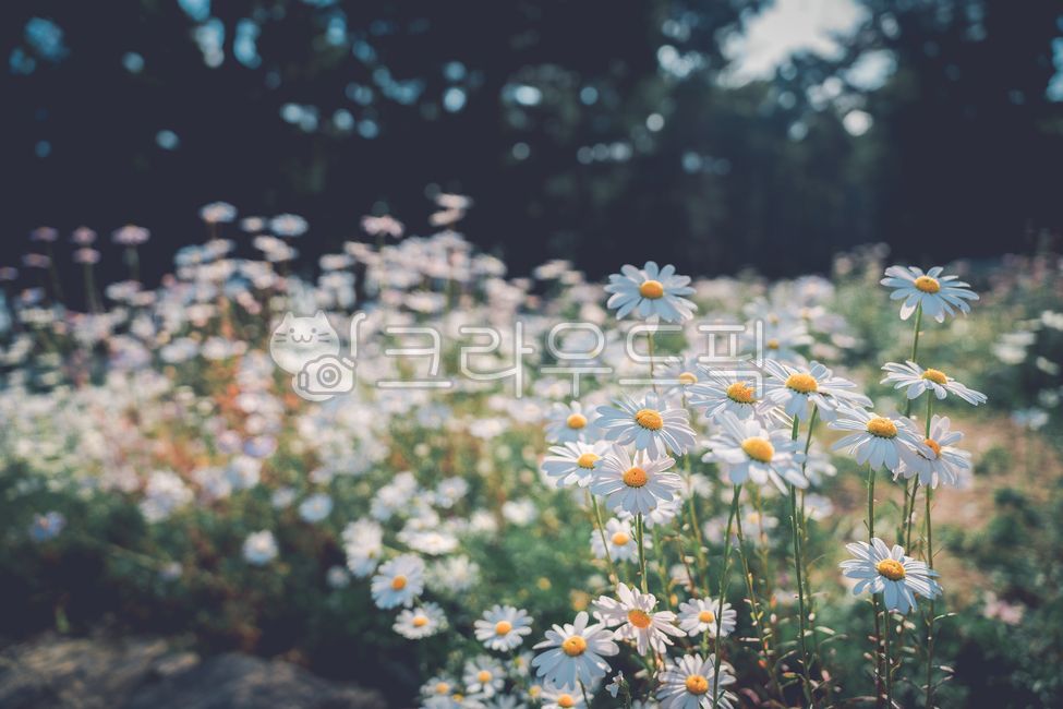 구절초,꽃,flower,흰꽃,화이트,blossom,daisies,daisy,데이지,식물,plant,식물,자연,plants,nature,꽃,flower