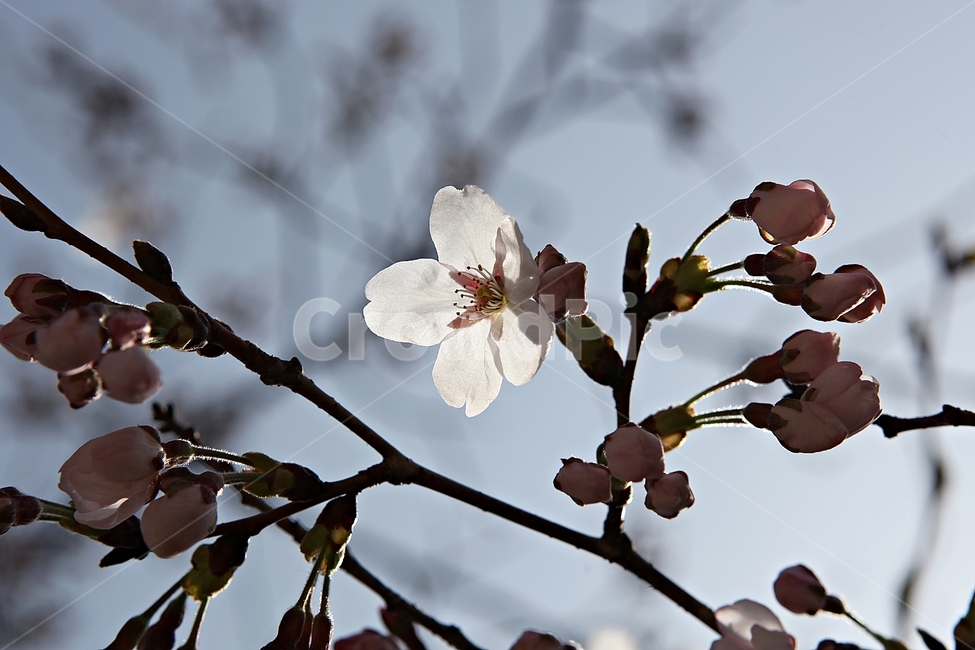 벅꽃,벗나무,벗꽃잎,봄꽃,꽃잎,식물,자연,공원,식물,자연,plants,nature,꽃,flower