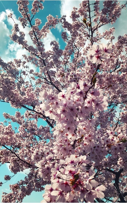 벚꽃,봄,봄날,꽃,벚꽃휘날리며,봄,계절,spring,season,식물,자연,plants,nature,꽃,flower,plant,blossom