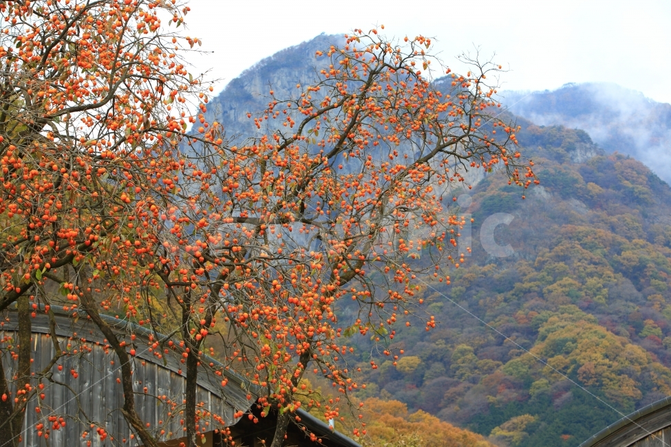 감나무,백양사,가을,풍경,안개,자연,가을,계절,fall,autumn,season,자연,풍경,nature,landscape,한국자연풍경,한국자연경관,korea nature landscape,식물,plants,나무,trees,wood,과일,열매,fruit,tree,plant,leaf,잎