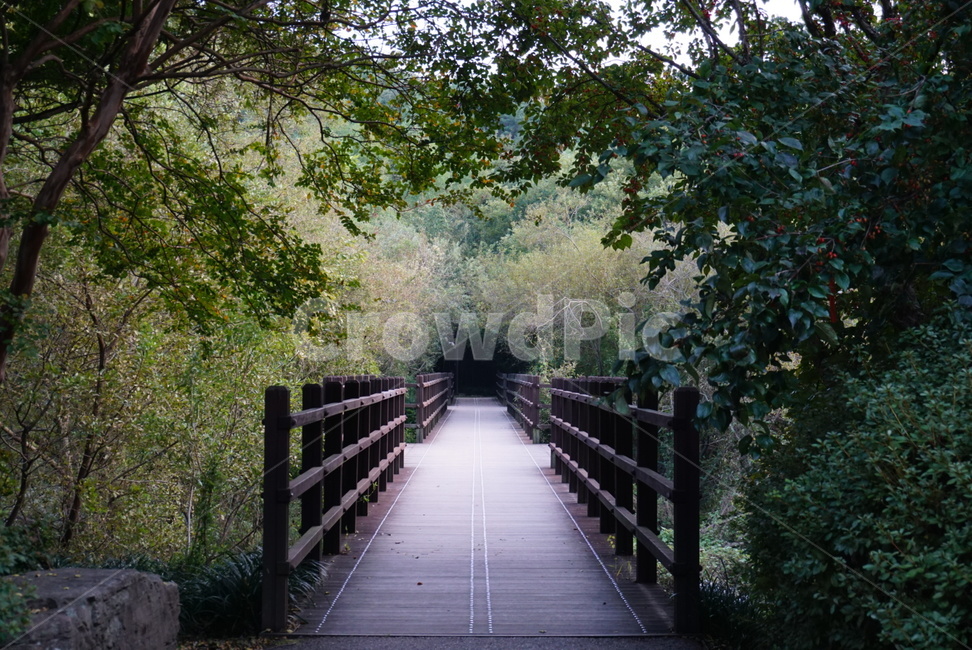 다리,몽환적,비밀의화원느낌,숲속,나무다리,자연,풍경,nature,landscape