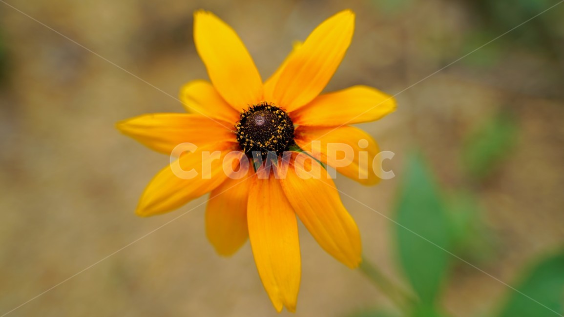 BlackEyed Heavenly Kingdom,affix,yellow flower,blackeyedsusan,flower