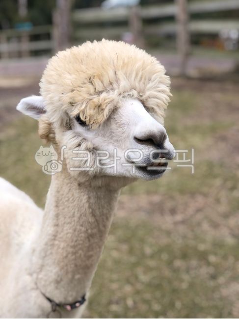 라마,라마얼굴,동물,귀여운동물,라마이미지