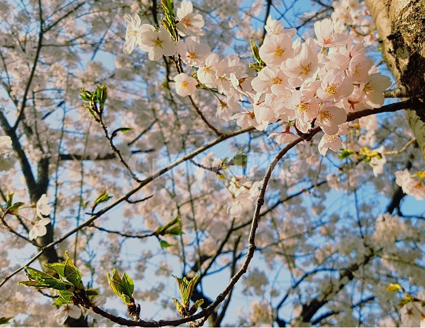 벚꽃,꽃,봄,나무,꽃놀이,만개,자연,식물,cherryblossoms,spring,flower,plant,봄,계절,spring,season,꽃,flower