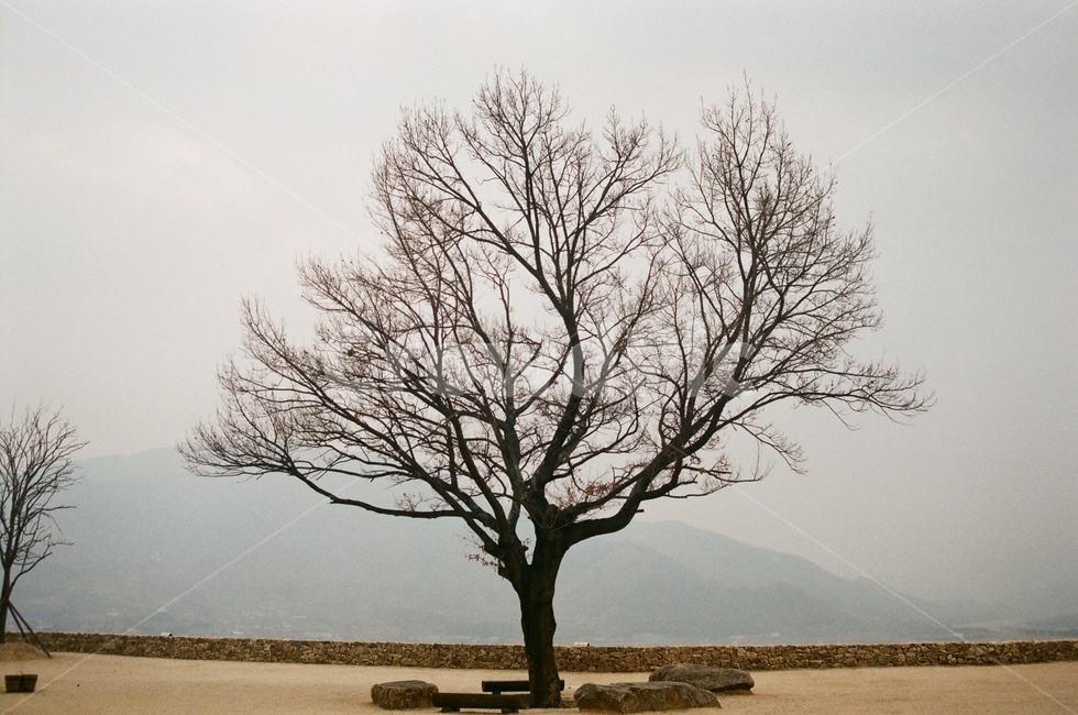 나무,자연,겨울나무,앙상한나무,안개,tree,winter