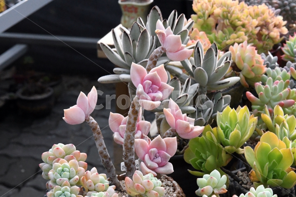 다육이,다육,다육식물,화분,식물,화초,배경,자연,plants,취미,그린,환경,키우기,아름다운,화려한,생명,생활,background,식물,자연,plants,nature