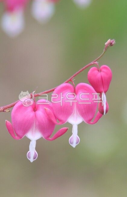 spring,plant,bleeding heart,forked hair,flower
