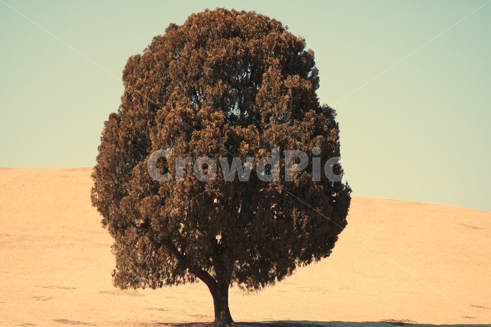 나무,tree,나홀로나무,올림픽공원,자연,풍경,서울