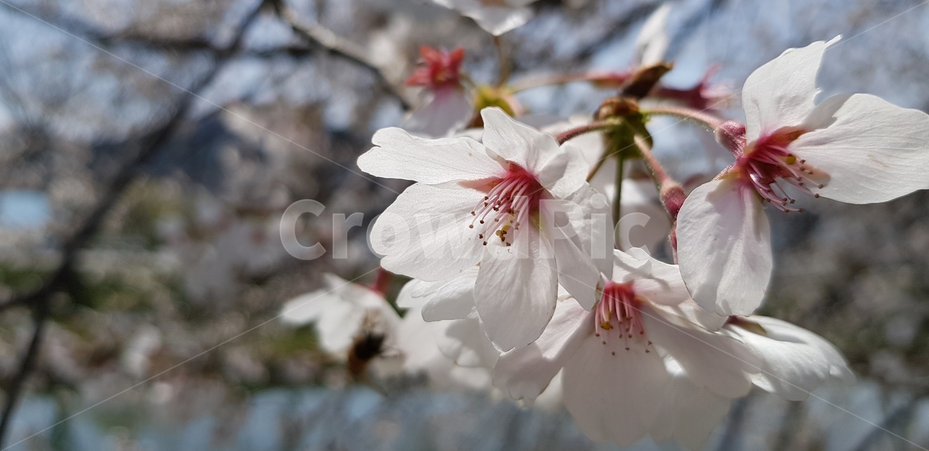 blossom,꽃,flower,벚꽃,plant
