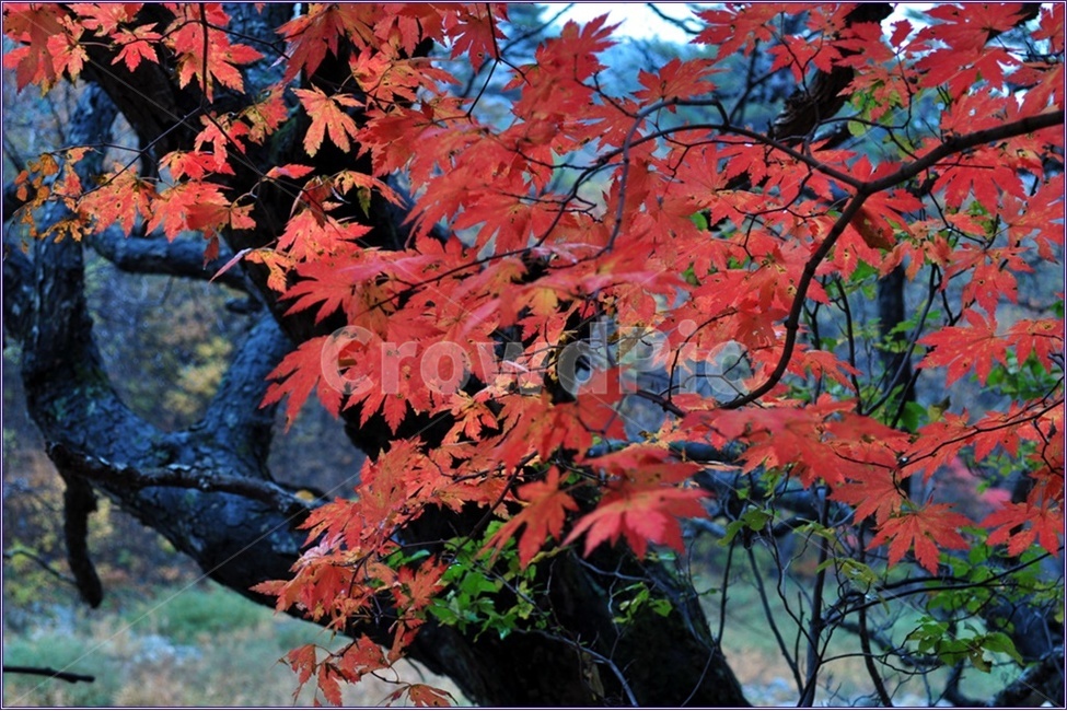 단풍,가을단풍,가을산,방태산가을,가을색,가을,계절,fall,autumn,season,식물,자연,plants,nature,나무,trees,wood,leaf,잎,plant,tree,maple