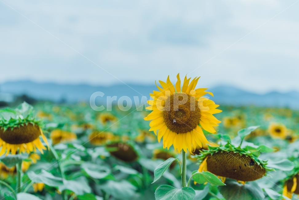 해바라기,꽃,sunflower,flower,함안해바라기축제,식물,자연,plants,nature,꽃,flower