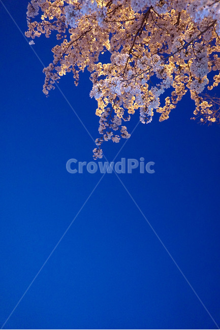 밤,벚꽃,밤벚꽃,해질녘,꽃놀이,일상,spring,night,cherryblossoms,picnic,감성사진,봄,계절,spring,season,야경,밤,풍경,nightscape,night,landscape,식물,자연,plants,nature,꽃,flower,outdoors,옥외