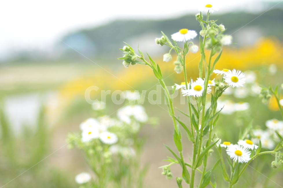 꽃,자연,감성,들꽃,봄,봄,계절,spring,season,식물,자연,plants,nature,꽃,flower,plant,blossom,daisy,데이지,daisies