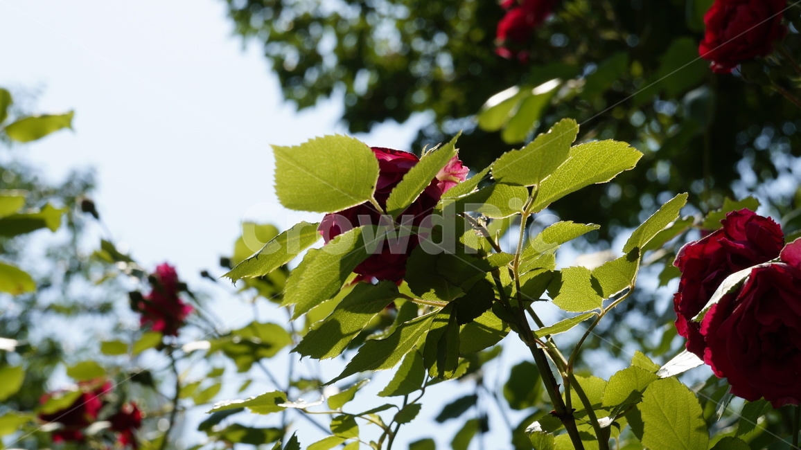 장미,장미정원,꽃,flower,flowers,rose