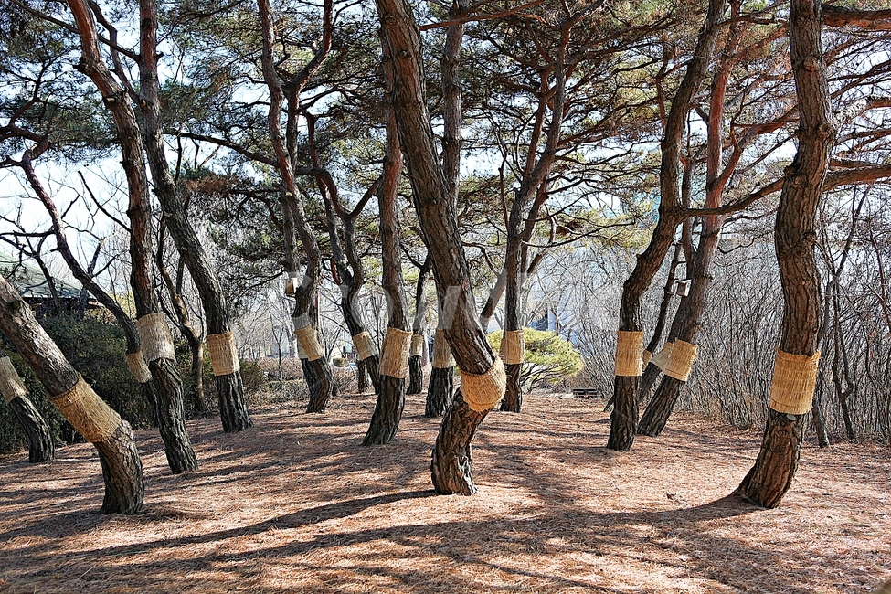 소나무,솔잎,숲,나무,식물,자연,풍경,겨울,공원,자연,풍경,nature,landscape