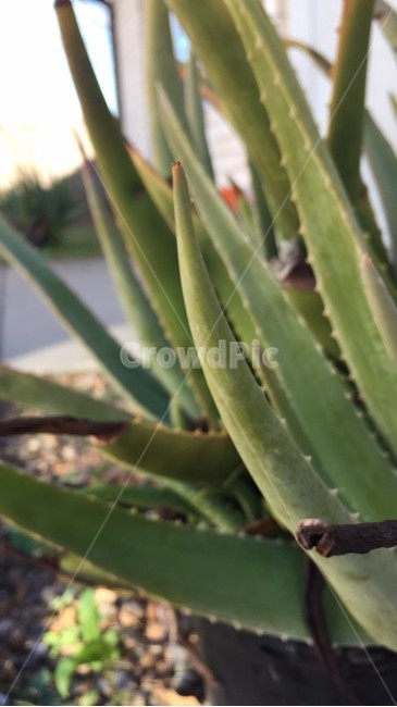 aloe,plant,식물,알로에,화분