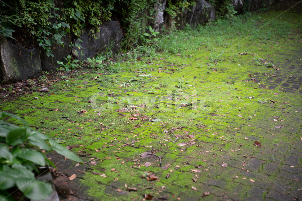 이끼,식물,moss,plant,그늘,shadow