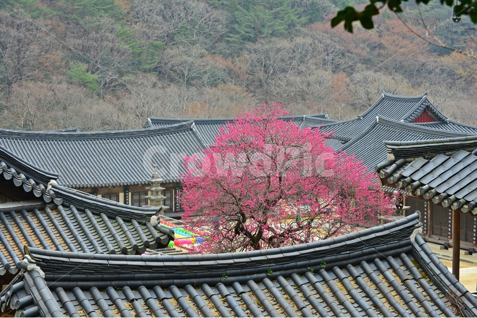 전남,구례,화엄사,흑매,홍매화,사찰,절,봄,계절,자연,경치,경관,풍경,지붕,roof