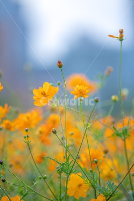 코스모스,노랑코스모스,가을,꽃,노랑꽃,flower,공원,야외,꽃사진,cosmos,park,예쁜,화사한,flowers,신선한,fresh,아름다운,푸른,자연,nature,정원,가을,계절,fall,autumn,season,식물,자연,plants,nature,꽃,flower,plant,grassland,목초지,field,들,outdoors,옥외