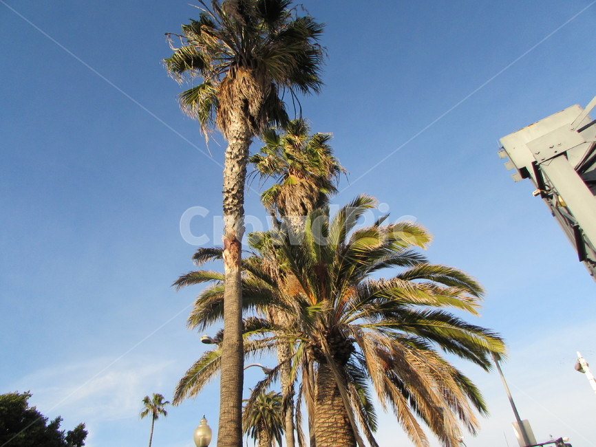 나무,미국,야자수,풍경,tree,america,palmtree,landscape